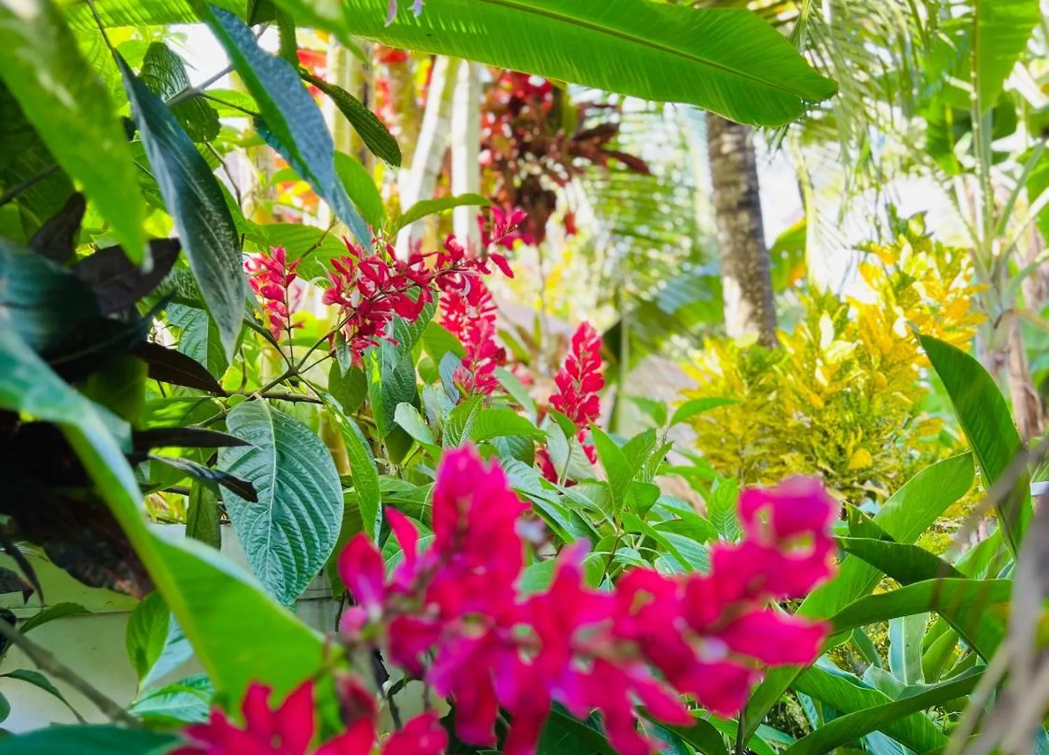 Séjour chez l'habitant Villa Clarissa No. 8 Las Terrenas